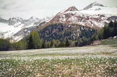 Chiareggio - Valmalenco (It) - Bahar timsah