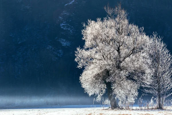 Paesaggio Immerso Nel Verde Immerso Nel Verde Con Gelo — Foto Stock