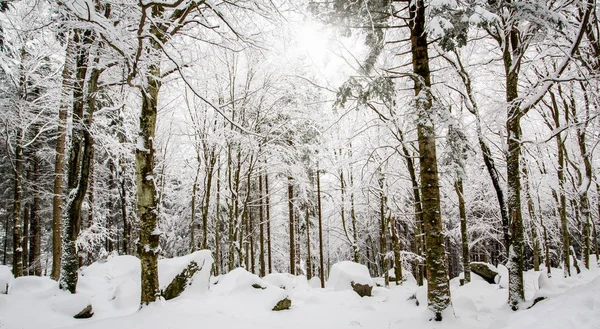 Buchenwald Mit Neuschnee Und Sonnenstrahlen — Stockfoto