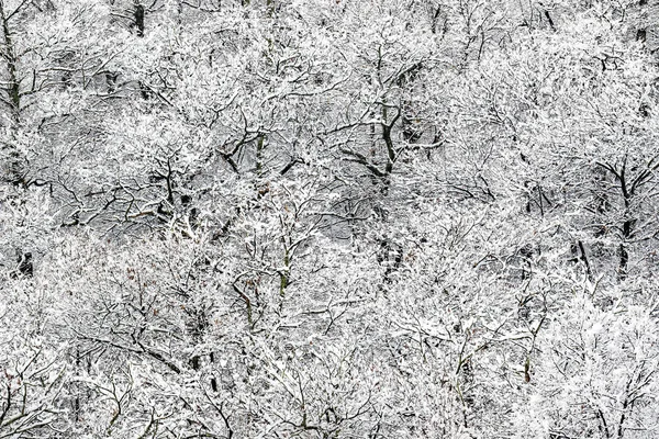 Bukový Les Čerstvým Sněhem Slunečním Paprskovými Paprsky — Stock fotografie
