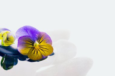 menekşe ile çiçek kompozisyonu - yakın