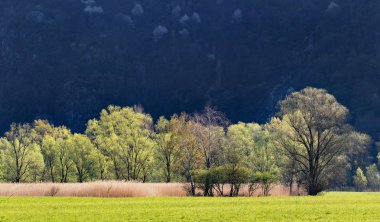 kırsal alanda ağaçlar ve tarlalar