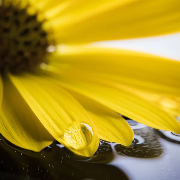 Pétalas Amarelas Com Orvalho Macro — Fotografia de Stock