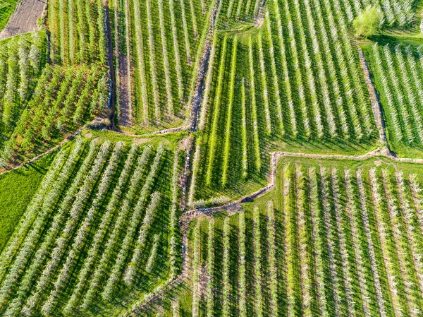 Apfelgarten Frühling Luftaufnahme — Stockfoto