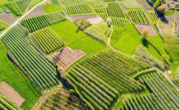 Huerto Manzanas Primavera Vista Aérea — Foto de Stock