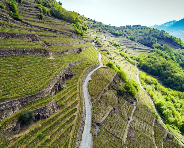 Valtellina Vinhas Zona Chiuro Vista Aérea Primavera — Fotografia de Stock