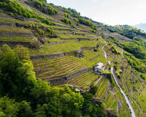 Valtellina Vinhas Zona Chiuro Vista Aérea Primavera — Fotografia de Stock