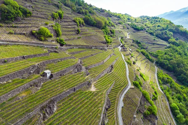 Valtellina Azt Szőlőültetvények Chiuro Területen Tavaszi Légi Kilátás — Stock Fotó