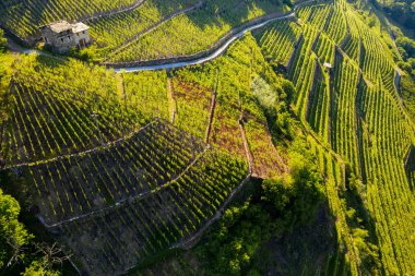 Valtellina (It) - Castionetto di Chiuro - üzüm bağları havadan görünümü