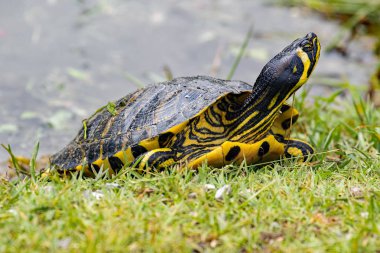 Freshwater Turtle - (Trachemys scripta scripta) clipart