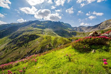Val Grosina - Val Pedruna - Valtellina (It) - Çiçek açan orman gülü ile vadinin yaz ayarı