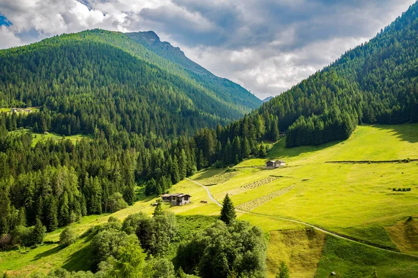 Val Grosina Occidentale Valtellina Geleneksel Saman Işleme Hasat — Stok fotoğraf