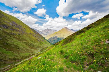 Val Grosina - Val Pedruna - Valtellina (It) - Çiçek açan orman gülü ile vadinin yaz ayarı