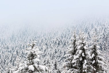 Taze kar ile çam ormanı