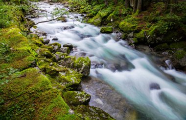 dağlarda akarsu ile undergrowth