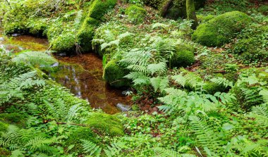 dağlarda akarsu ile undergrowth