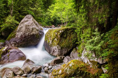 dağlarda akarsu ile undergrowth