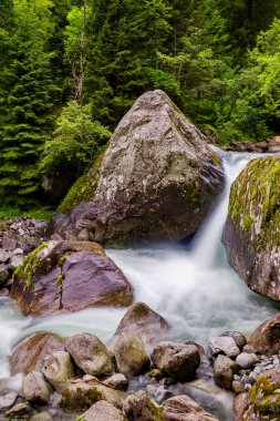 dağlarda akarsu ile undergrowth