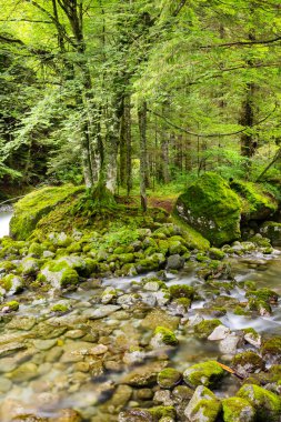 dağlarda akarsu ile undergrowth