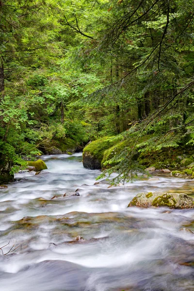 Sottobosco Con Ruscello Montagna — Foto Stock