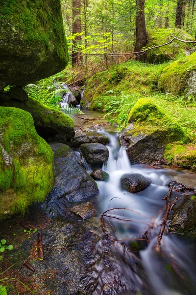 Sottobosco Con Ruscello Montagna — Foto Stock