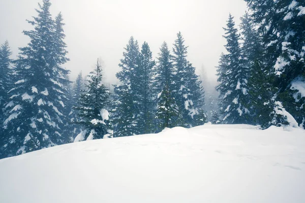 Fenyőerdő Friss Hóval Ködtel — Stock Fotó