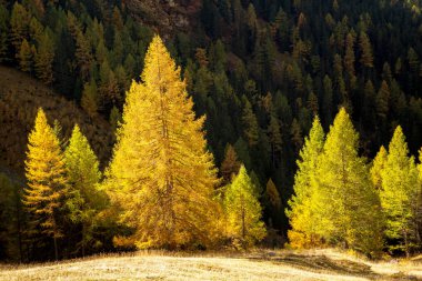 Güneş ışınları ile sonbahar tarzında karaçam ağaçları