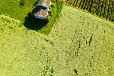 Karabuğday (Fagopyrum esculentum) - Valtellina Plantasyon (It)
