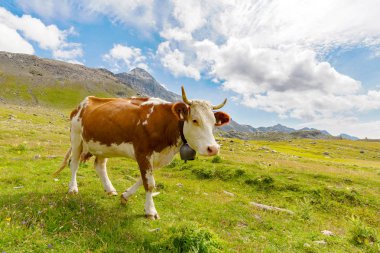 grazing cow in the high mountains clipart