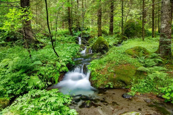 Lussureggiante Foresta Con Torrente Acqua — Foto Stock