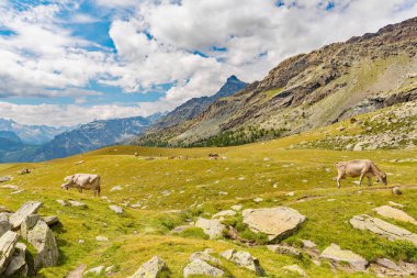 yüksek dağlarda otlayan inekler