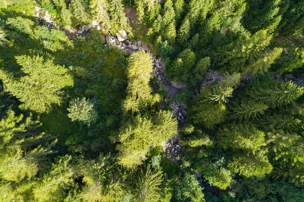 Panoramica Con Alberi Vista Aerea — Foto Stock