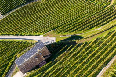 Valtellina (It) - Güneş panelleri olan bir şaraphanenin sonbahar hava görüntüsü