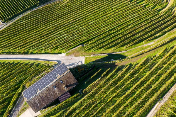 Valtellina (It) - Güneş panelleri olan bir şaraphanenin sonbahar hava görüntüsü