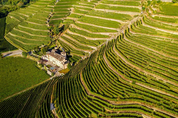 Valtellina Bianzone Widok Lotu Ptaka Winnice Nebbiolo — Zdjęcie stockowe