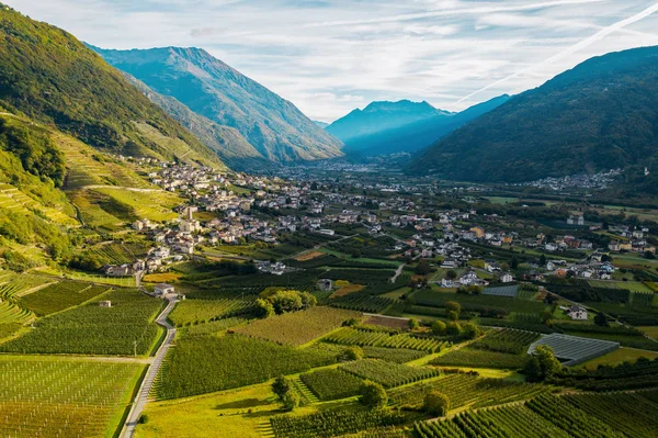 Valtellina Bianzone Widok Lotu Ptaka Winnice Nebbiolo — Zdjęcie stockowe