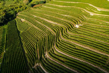 Valtellina (It) - Bianzone - Nebbiolo üzüm bağlarının havadan görünüşü