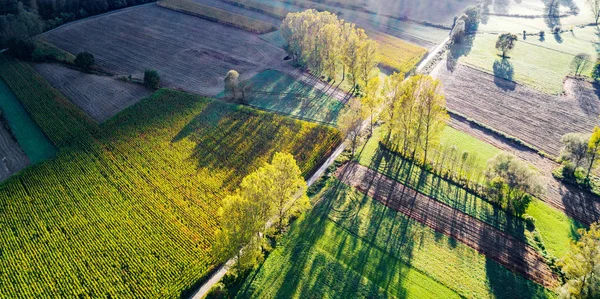 Maisfelder Vor Der Ernte Herbstliche Luftaufnahme — Stockfoto