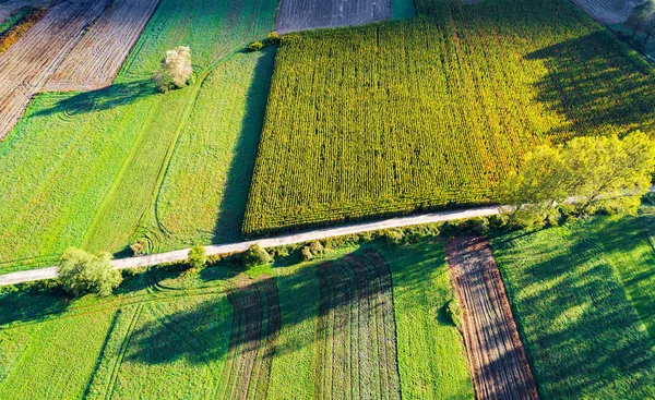 Campos Maíz Antes Cosecha Vista Aérea Otoñal — Foto de Stock