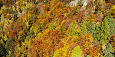Sonbahar elbisesiyle ormanın havadan görünüşü