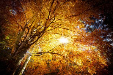 Sonbahar kayın ormanları ve güneş ışınları