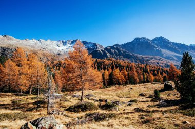 Val di Campo - Engadina (Ch) - Sonbahar manzarası