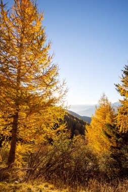 Sonbahar elbisesi içinde karaçam ve karaçam olan orman