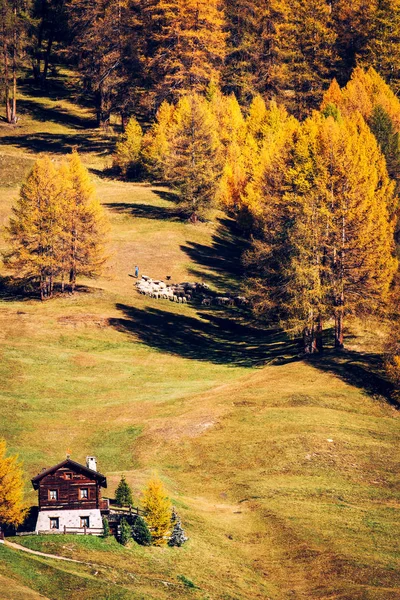 Livigno Valtellina Typowa Górska Chatka Jesienią — Zdjęcie stockowe