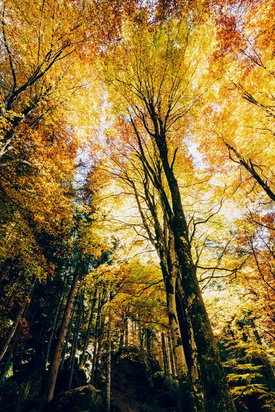 Outono Floresta Faia Com Raios Sol — Fotografia de Stock