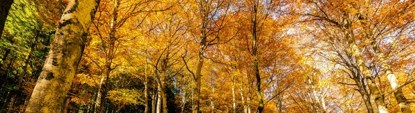 Outono Floresta Faia Com Raios Sol — Fotografia de Stock