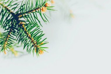 köknar filizi - durgun yaşam