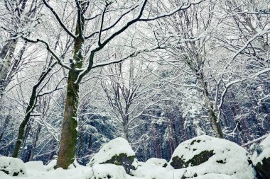 Kayın ormanında kış