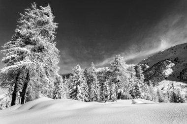 Taze karlı Alp Manzarası - B & W 