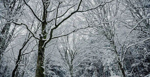 Buchenwald Winterkleid — Stockfoto